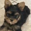 Yorkies for sale