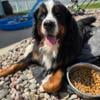 Bernese Mountain Dog Available