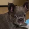 Title:  Healthy French Bulldog Puppies for Sale | Top Breeders | AKC Registered