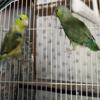 Parrotlets