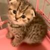 Adorable Scottish fold kittens 