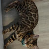 Bengal stud service