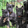 AKC Working Line GSD puppies