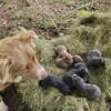 7 cute Australian Shepherd mix puppies!