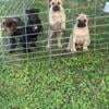 Cane Corso/ Working Mastiffs 502-373-9377