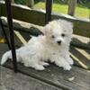 Shih Tzu x Bishon Frise (Shichon) male puppy