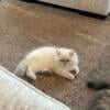 Male, Blue Cream Point Doll Face Persian