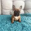 Beautiful standard red French bulldog puppies
