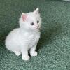 White Maine Coon Kittens