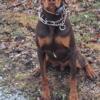 Doberman 1.5 year puppy