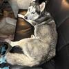 Husky adult