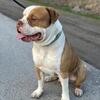 Three-year-old American bulldog for Stud