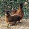 Male and Female pair of Silkie Chickens!