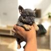 Frenchie for sale looking for a lovely home 