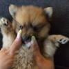 Male pomeranians 12 weeks old