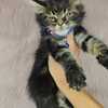 Royal Maine Coon Cattery - MAINE COON KITTENS FOR SALE