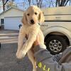 Male Purebred Golden Retriever Puppy!!
