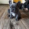 Luxurious Blue Brindle Frenchies Girls