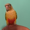 Baby pineapple conure