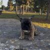 AKC French Bulldog Male
