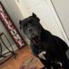 3 year old female canecorso