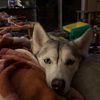 Siberian Husky to rehome