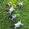 Purebred German shorthair puppies