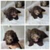 Adorable Toy Poodle Puppies