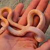 Coral/salmon snow