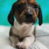 CKC Male Dachshund Puppy-Brindle Piebald