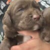 Springador Labradinger Puppies - Males and Females English Springer Spaniel X Labrador Retriever