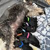 2 litters Miniature Schnauzer Puppies