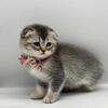 Scottish fold femae and male