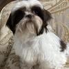 Akc Shih tzu Puppies