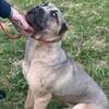 Male Formentino Cane Corso