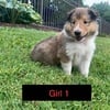 AKC Collie Puppies