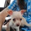 The Most Adorable Chihuahua Puppies
