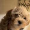 Morkie Poo Puppies
