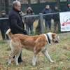 ISO puppy central asian shepherd, kangal