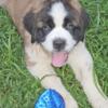 15wk old Saint Bernard Puppie