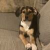 Looking to rehome female hound mix