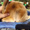 Mini rex rabbit 