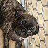 Pug puppy-Brindle Female-Pink ribbon