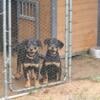 Purebred German Rottweiler for sale or exchange with Malinois or German shepherd 