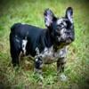 Beautiful Female French Bulldog Puppy in VA