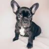 Brindle French Bulldog