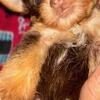 Beautiful Brown Chocolate Toy Yorkies