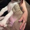 Full blooded pit