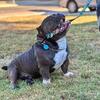 Micro Exotic American Bullies