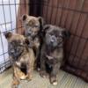 Azorean fila puppies for sale
